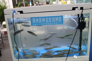 合肥漁博會(huì)盛況空前 近500家企業(yè)齊聚，亮點(diǎn)紛呈引領(lǐng)行業(yè)未來